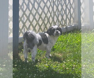 Medium Photo #1 Shih Tzu Puppy For Sale in pomfret, CT, USA