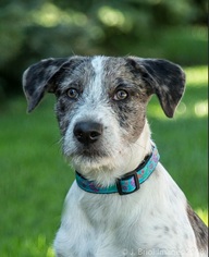 Medium Photo #1 Catahoula Leopard Dog-Unknown Mix Puppy For Sale in Shakopee, MN, USA