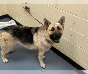 German Shepherd Dog-Unknown Mix Dogs for adoption in Denver, CO, USA