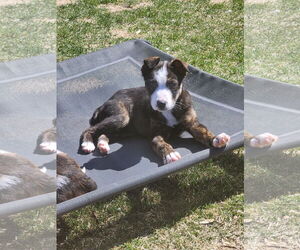Boxer-Collie Mix Dogs for adoption in Princeton, MN, USA