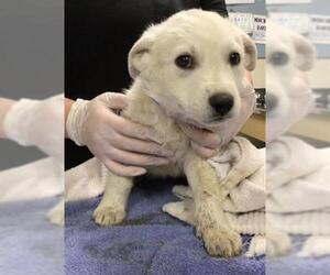 Mutt Dogs for adoption in Riverside, CA, USA