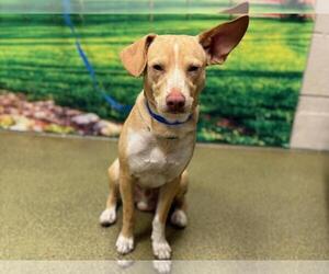 Basenji-Beagle Mix Dogs for adoption in Moreno Valley, CA, USA