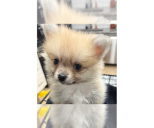 Pomeranian-Unknown Mix Dogs for adoption in Springdale, PA, USA