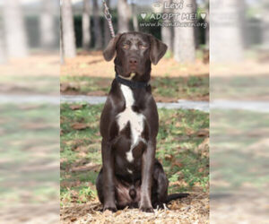 Chocolate Labrador retriever-Unknown Mix Dogs for adoption in Minneola, FL, USA