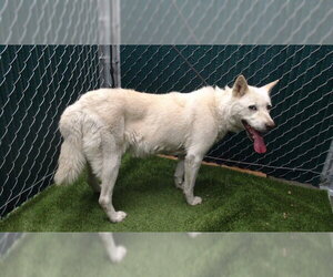 Mutt Dogs for adoption in Downey, CA, USA