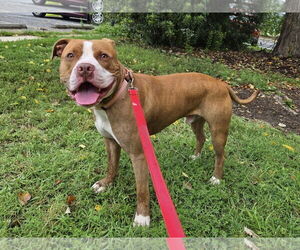 American Pit Bull Terrier-Unknown Mix Dogs for adoption in Millersville, MD, USA