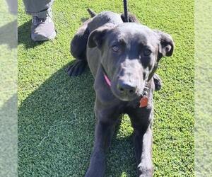 Labrador Retriever-Unknown Mix Dogs for adoption in San Diego, CA, USA
