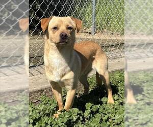 Chihuahua-Unknown Mix Dogs for adoption in Sacramento, CA, USA