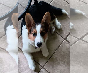 Pembroke Welsh Corgi-Unknown Mix Dogs for adoption in Newfoundland, PA, USA