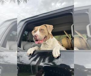 Labrador Retriever-Unknown Mix Dogs for adoption in Fort Lauderdale, FL, USA