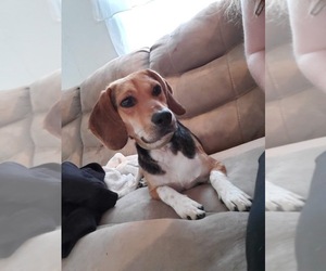 Beagle Dogs for adoption in Oak Bluffs, MA, USA