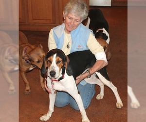Medium Photo #1 Treeing Walker Coonhound Puppy For Sale in Murphy, NC, USA