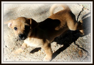 Beagi Dogs for adoption in Missouri City, TX, USA