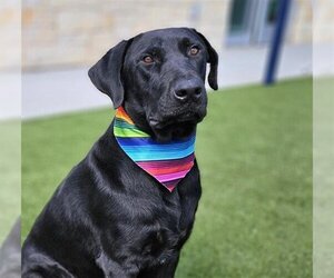 Labrador Retriever Dogs for adoption in Baytown, TX, USA