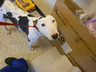 Medium Photo #1 Bull Terrier-Unknown Mix Puppy For Sale in Georgetown, TX, USA