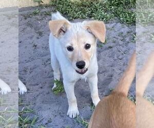 Labrador Retriever-Unknown Mix Dogs for adoption in Royal Palm Beach, FL, USA
