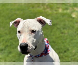 American Pit Bull Terrier-Unknown Mix Dogs for adoption in Tulsa, OK, USA