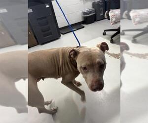 American Pit Bull Terrier Dogs for adoption in Temple, TX, USA