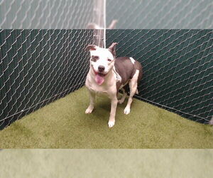 Mutt Dogs for adoption in Downey, CA, USA