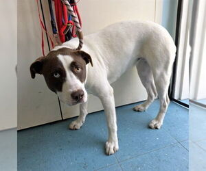 American Pit Bull Terrier-Unknown Mix Dogs for adoption in Long Beach, CA, USA