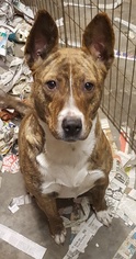 Irish Terrier-Unknown Mix Dogs for adoption in Suffolk, VA, USA
