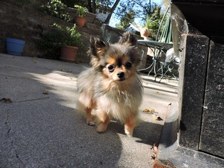Medium Photo #1 Chihuahua Puppy For Sale in Belleuve, NE, USA
