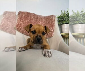Bullboxer Pit Dogs for adoption in Dana Point, CA, USA