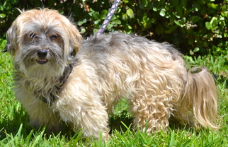 Havanese Dogs for adoption in Simi Valley, CA, USA