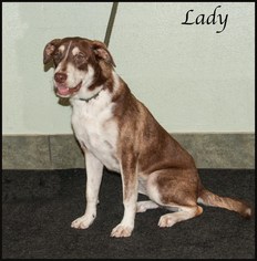 Borador Dogs for adoption in Ada, OK, USA