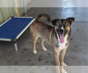 Huskies -Unknown Mix Dogs for adoption in El Centro, CA, USA