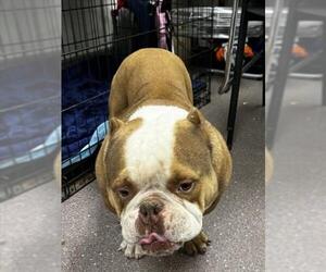 Bulldog Dogs for adoption in Tracy, CA, USA