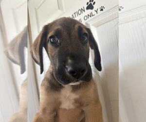 Mutt Dogs for adoption in Evansville, IN, USA