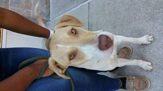 Borador Dogs for adoption in Tuskegee, AL, USA