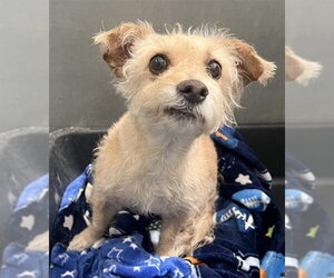 Norfolk Terrier-Unknown Mix Dogs for adoption in HESPERIA, CA, USA