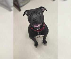 Mutt Dogs for adoption in Center Township, PA, USA