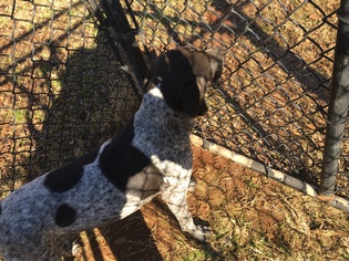 Pointer Dogs for adoption in Locust Grove, GA, USA