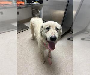Great Pyrenees Dogs for adoption in Bakersfield, CA, USA