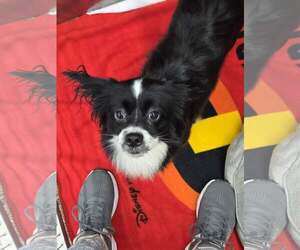 Papillon-Unknown Mix Dogs for adoption in Martinsburg, WV, USA