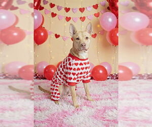 Mutt Dogs for adoption in Belleville, IL, USA