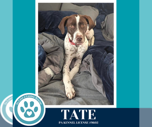 German Shorthaired Pointer Dogs for adoption in Kimberton, PA, USA