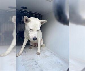 German Shepherd Dog Dogs for adoption in Houston, TX, USA