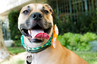 Labrador Retriever-Staffordshire Bull Terrier Mix Dogs for adoption in Santa Monica, CA, USA