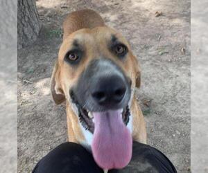 Redbone Coonhound Dogs for adoption in Von Ormy, TX, USA