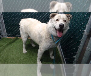 Gerberian Shepsky Dogs for adoption in Downey, CA, USA