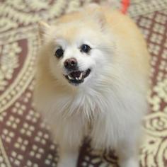 Pomeranian Dogs for adoption in Madison, WI, USA