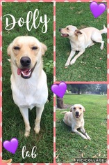 Labrador Retriever Dogs for adoption in Franklinton, LA, USA