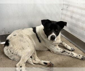 Border Collie Dogs for adoption in San Bernardino, CA, USA
