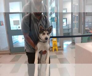 Siberian Husky Dogs for adoption in Oklahoma City, OK, USA