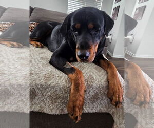 Rottweiler Dogs for adoption in Houston, TX, USA