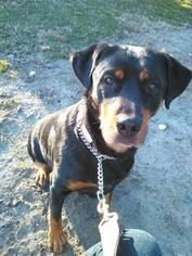 Rottweiler Dogs for adoption in Holland, MI, USA